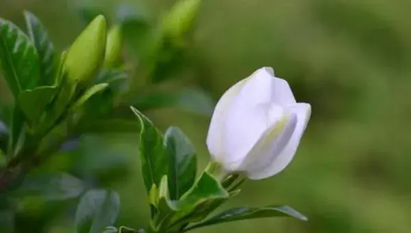 小叶栀子花怎么养 小叶栀子花养殖方法与注意事项