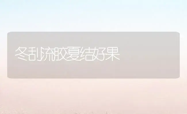 冬刮流胶夏结好果 | 植物百科