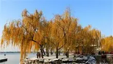 雪后颐和园东堤的金色柳树