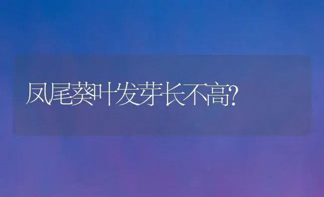 凤尾葵叶发芽长不高？ | 植物问答