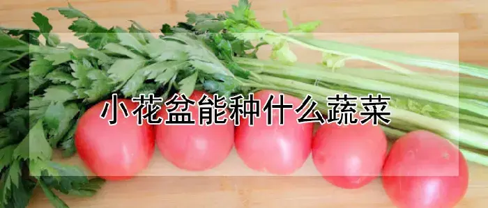 小花盆能种什么蔬菜