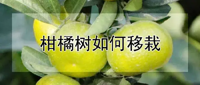 柑橘树如何移栽