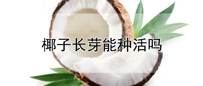 椰子长芽能种活吗