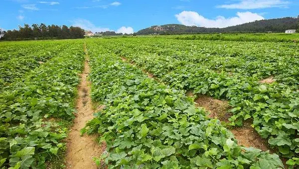 甜瓜科学种植技术