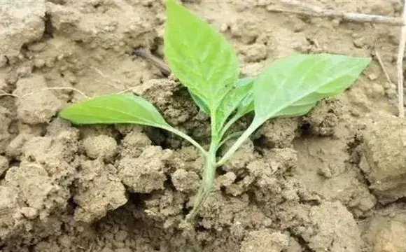蔬菜死苗的预防措施