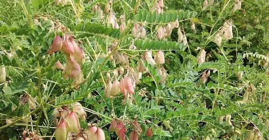 2017种黄芪赚钱吗？2017种黄芪前景及市场价格行情分析