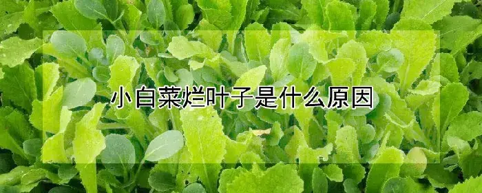 小白菜烂叶子是什么原因