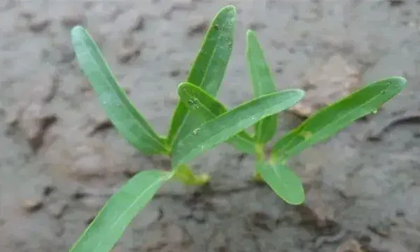 空心菜育苗技术要点