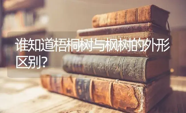 谁知道梧桐树与枫树的外形区别？ | 植物问答