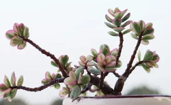 雅乐之舞多久浇一次水，不同的季节浇水频率也不相同