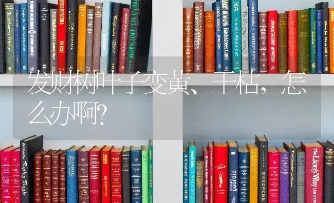 发财树叶子变黄、干枯，怎么办啊？ | 植物问答