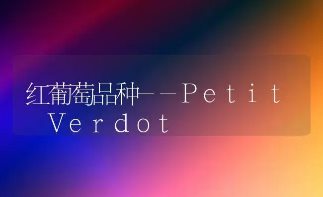 红葡萄品种--Petit Verdot | 植物科普