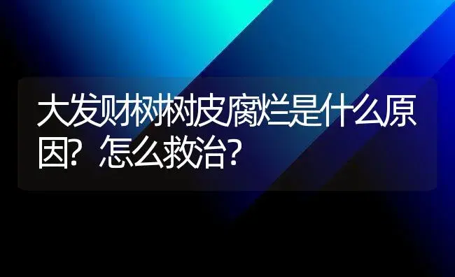 大发财树树皮腐烂是什么原因?怎么救治？ | 植物问答