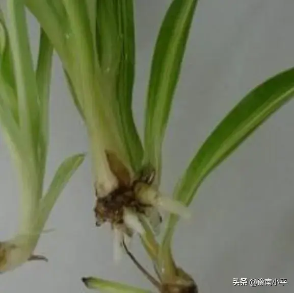 怎样移植吊兰？