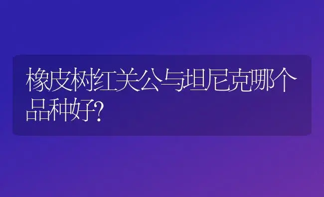 橡皮树红关公与坦尼克哪个品种好？ | 植物问答