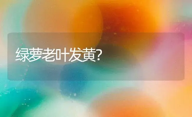 绿萝老叶发黄？ | 植物问答