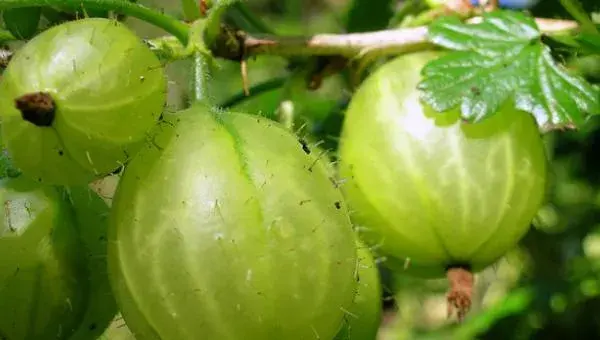 醋栗怎么种 醋栗种植技术与注意事项