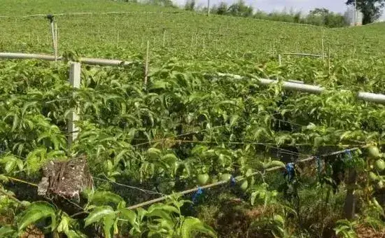 何时种植百香果，附种植技术