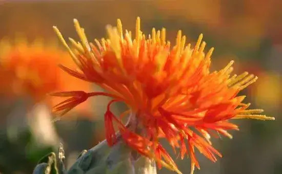 红花种植技术，整个生长期间需注意防治蚜虫