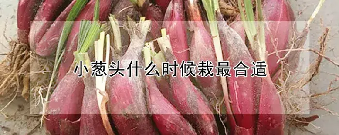 小葱头什么时候栽最合适