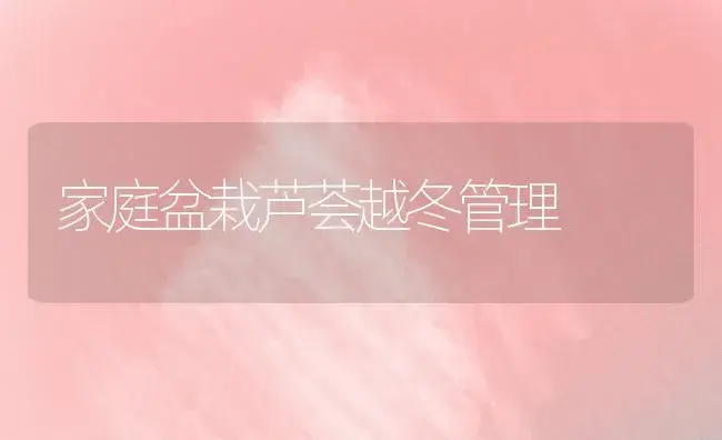 家庭盆栽芦荟越冬管理 | 植物知识