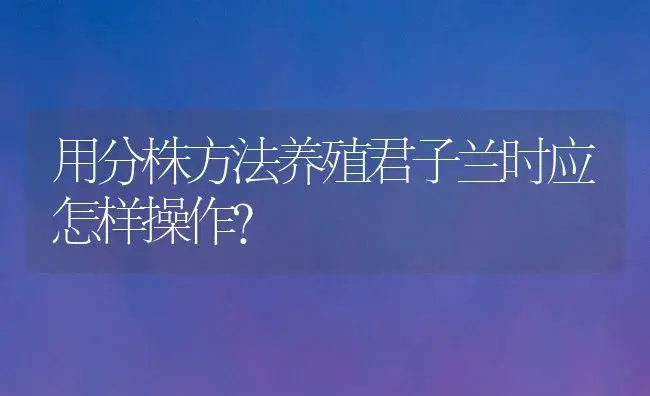 用分株方法养殖君子兰时应怎样操作? | 植物知识