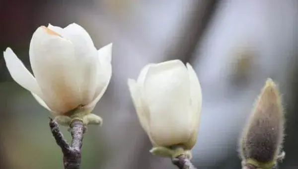 玉兰花怎么养 玉兰花养殖方法与注意事项