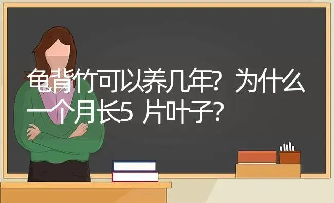 龟背竹可以养几年?为什么一个月长5片叶子？ | 植物问答