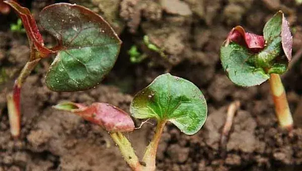 鱼腥草种植方法 鱼腥草怎么种