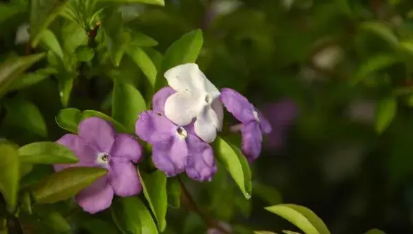 双色茉莉叶子发黄怎么办 双色茉莉不开花的解决方法