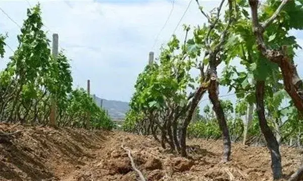 葡萄节水灌溉方法