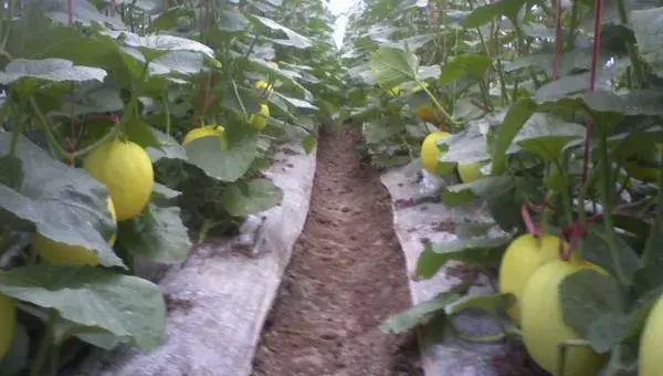 甜瓜科学种植技术