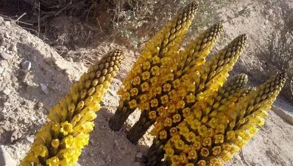 肉苁蓉种植成本及利润分析 肉苁蓉产地在什么地方
