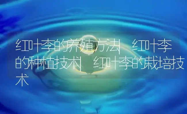 红叶李的养殖方法|红叶李的种植技术|红叶李的栽培技术 | 植物知识