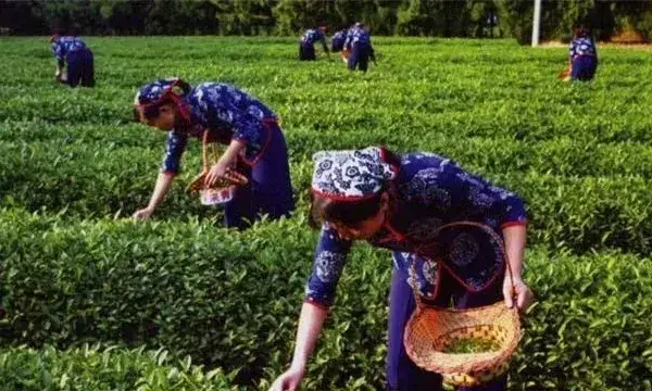 茶树采摘后怎么管理