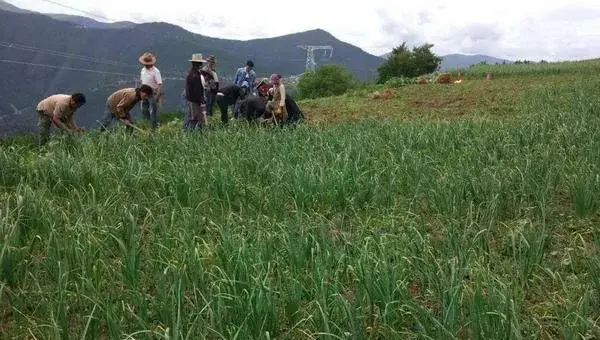 2018种蒜苗赚钱吗？蒜苗种植的利润与投资成本及前景预测