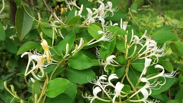 金银花种植条件，南方北方均可种植