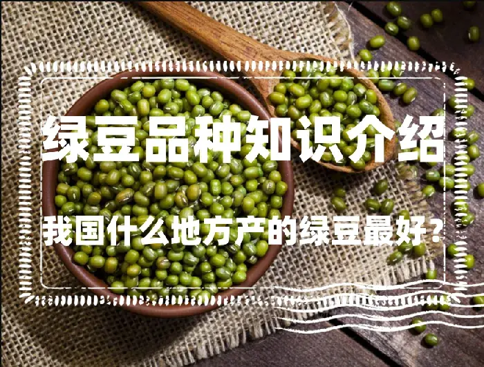 我国什么地方产的绿豆最好？绿豆品种知识介绍