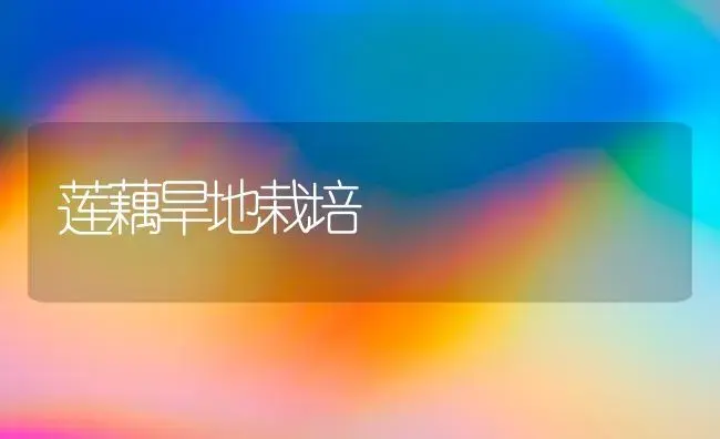 莲藕旱地栽培 | 植物科普