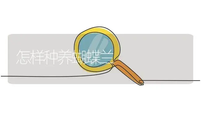 怎样种养蝴蝶兰 | 植物知识