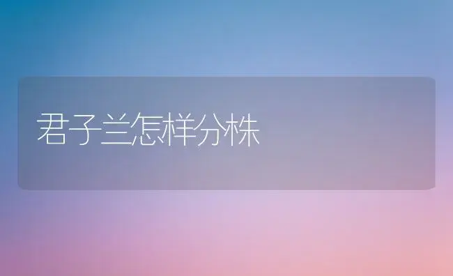 君子兰怎样分株 | 植物知识