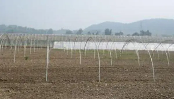 西兰花科学种植技术