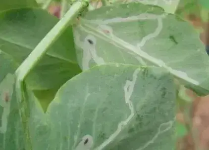 豌豆潜叶蝇的的综合防治技术