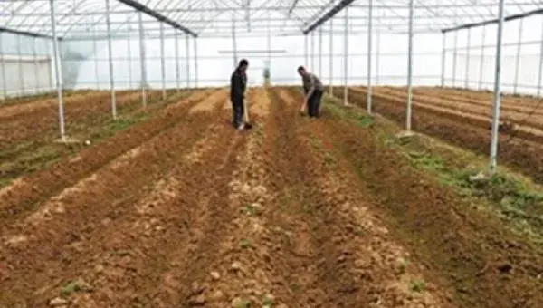 大棚土豆种植技术