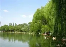 柳树种植面积超20万亩