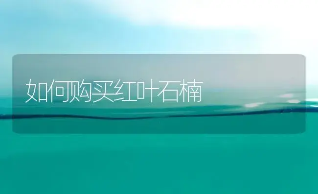 河北行唐县小麦出苗后的田间管理 | 植物科普