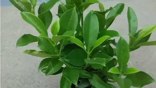 非洲茉莉怎么浇水 非洲茉莉换盆注意事项