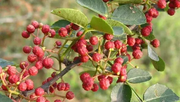 盆栽花椒的种植方法及养护要点