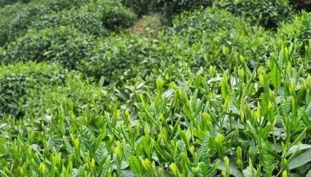 种茶叶提高茶叶质量的方法