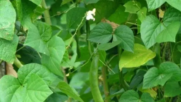 2018种芸豆赚钱吗？芸豆种植的利润与投资成本及前景预测